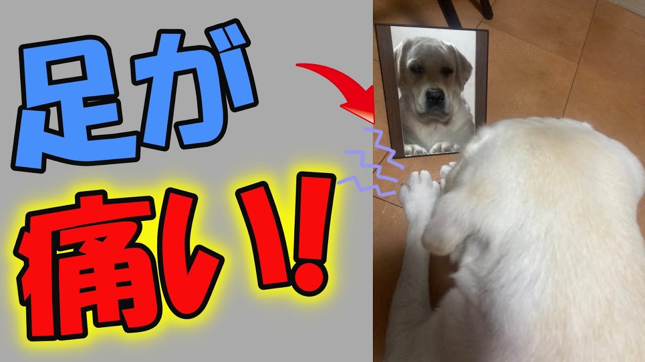 ファーミネーター 抜け毛対策の必須アイテム 今話題のブラッシンググッズを使ってみた ラブラドールレトリーバー Youtube