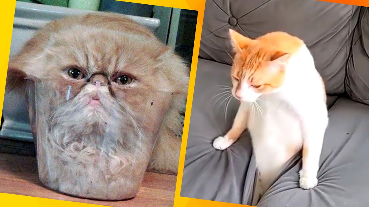videos engraçados de animais_Pets_2023_parte 02 #gatos