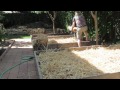 Grow Cannabis – Jorge's Garden Day 4 Part 2– by Jorge Cervantes