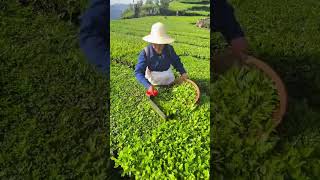 Harvesting fresh green tea leaves from a plantation field garden using a small manual cutter tool