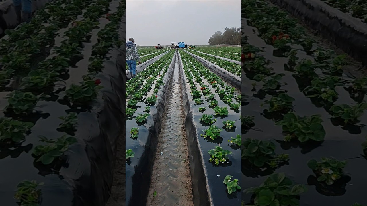 Así las cosas en Santa Maria, CA.