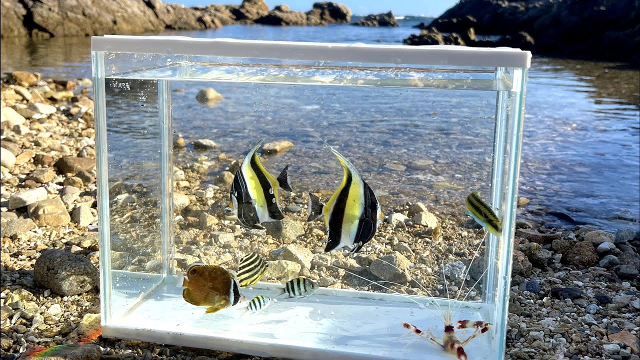 夜の漁港と朝の磯ガサガサ、関西で熱帯魚を捕まえろ！死滅回遊魚採集