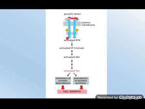المستقبلات المجردة من الفعالية الذاتية