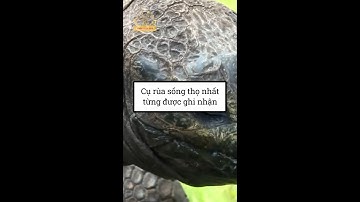 Cụ rùa khổng lồ sống qua 3 thế kỷ |Bình khám phá|BKP| #Shorts
