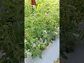 Tamatar Virus cha Upay | Virofin Vaparla! 🍅🧪 #Shorts