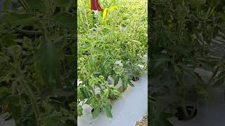 Tamatar Virus cha Upay | Virofin Vaparla! 🍅🧪 #Shorts