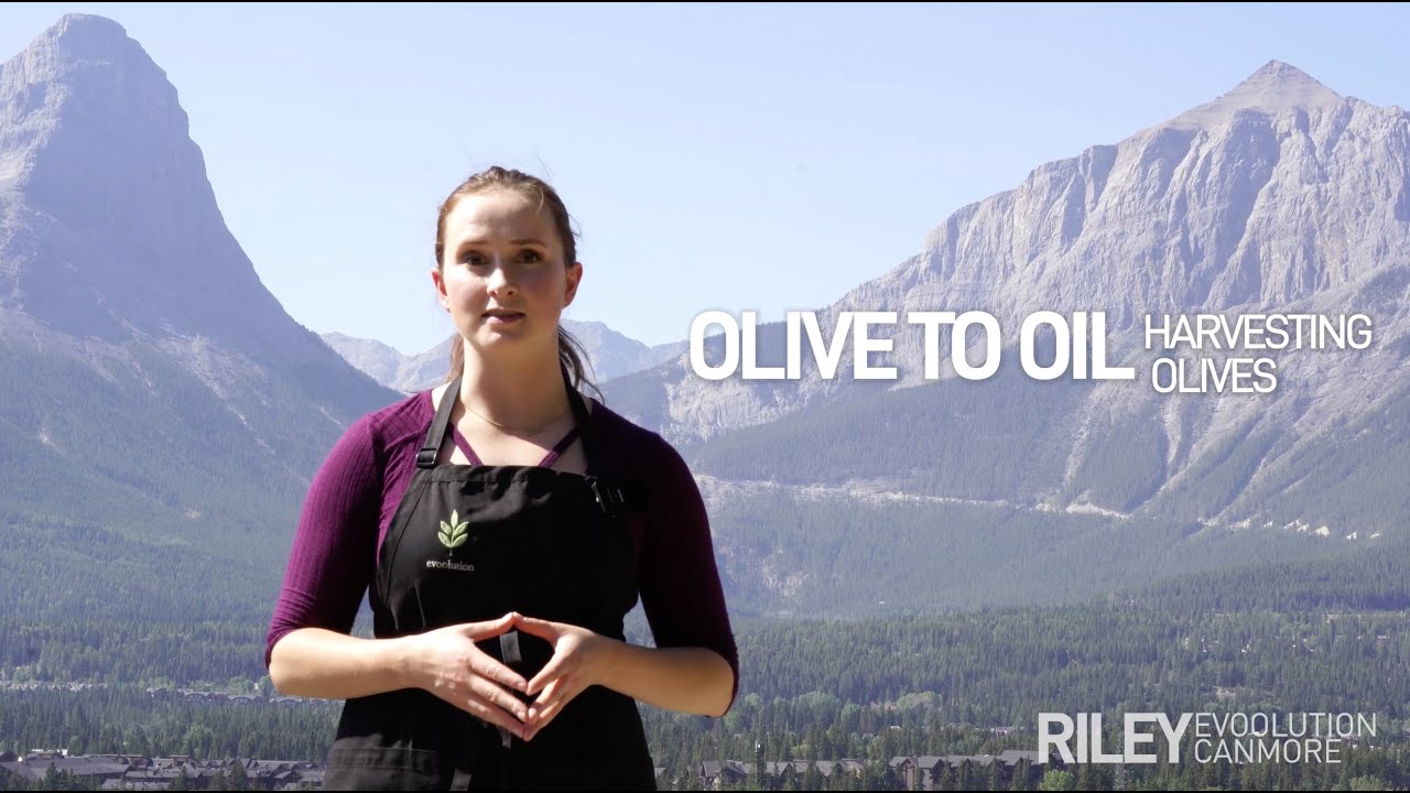 From Olive to Oil Harvesting Olives YouTube