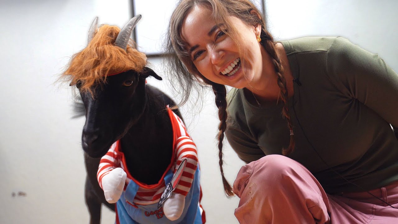 trying halloween costumes on my pet goat