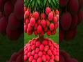 easy and fast techniques for propagating and growing mango trees #garden #fruits