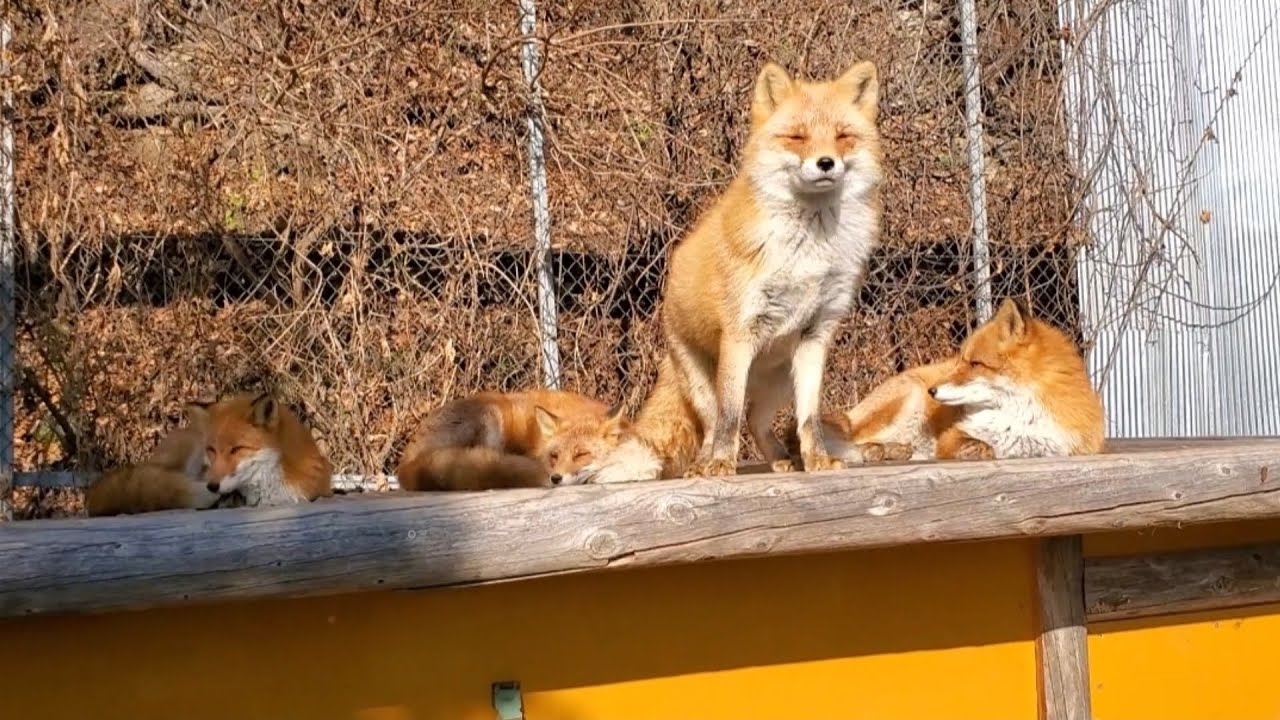 (北海道之旅) 北見狐狸牧場/北狐牧場/超可愛小狐狸村/ Day 2 15.11.23 - YouTube
