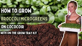 How to Grow Broccoli Microgreens at Home on Cococoir with 7x14 OTG Tray Kit | Soilless Growing