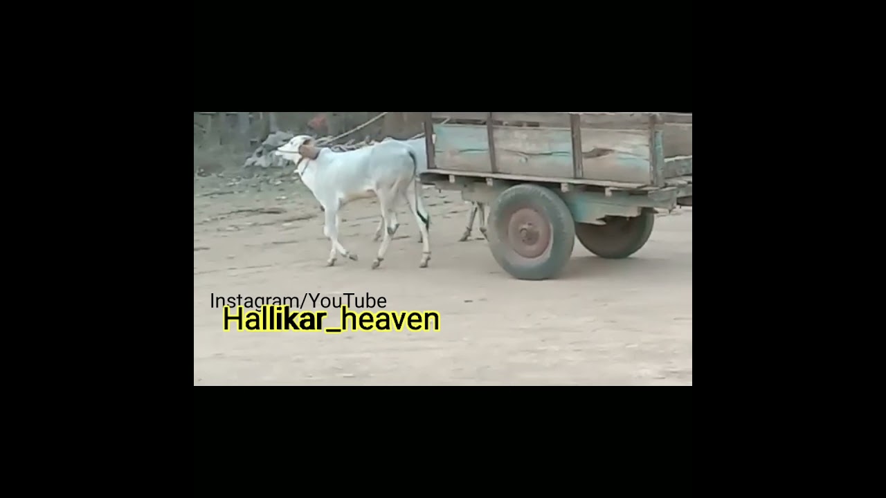 11month bulls training to bullock cart video