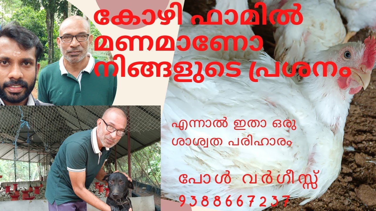 കോഴി ഫാമിൽ മണം ആണോ നിങ്ങളുടെ വിഷയം എന്നാൽ ഉത്തമ പരിഹാരവുമായി പോൾ വർഗീസ്