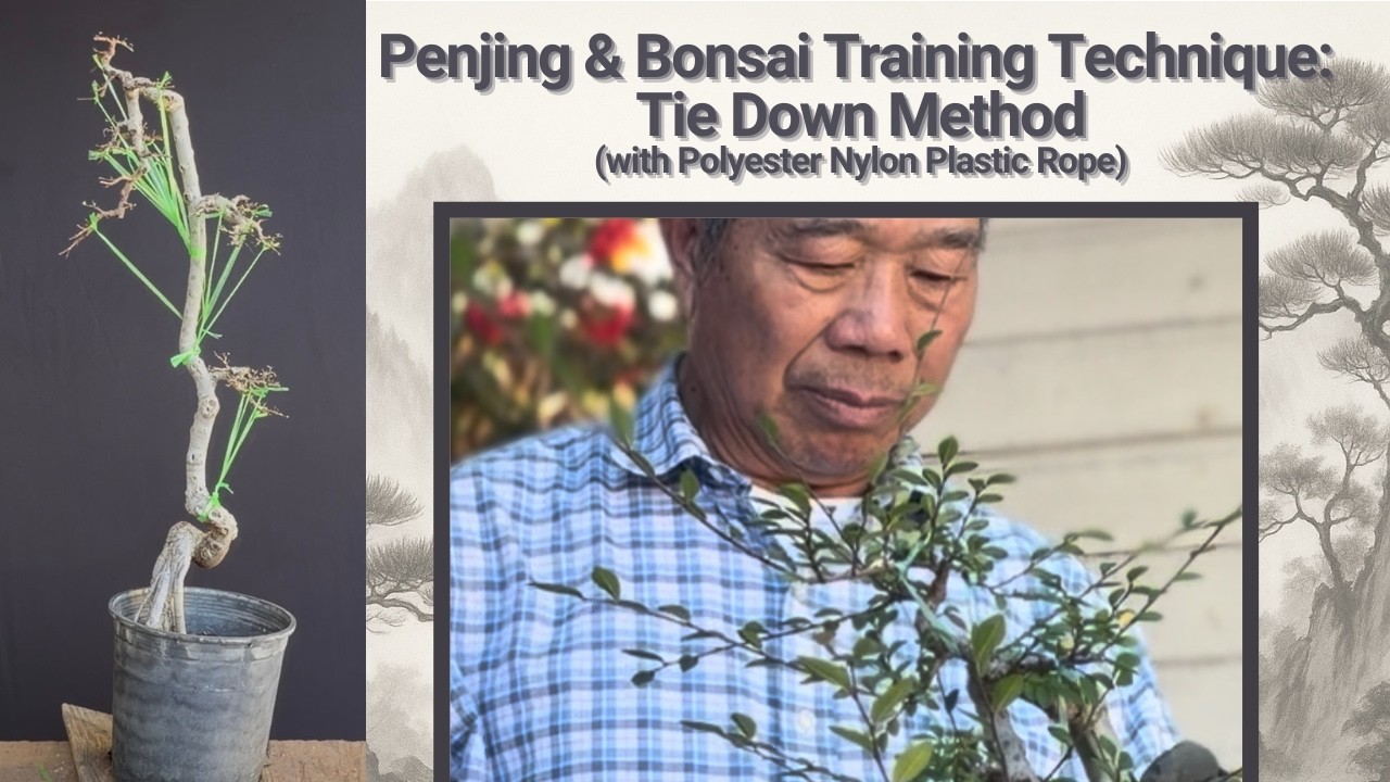 Penjing & Bonsai Training Technique: Tie Down Method