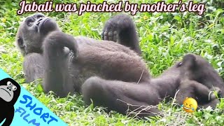 ASMR Gorilla | ゴリラ | Djeeco Family ?Wonderful short film【金剛猩猩】  2021/224