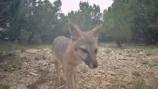 Texas Hill Country Wildlife (Summer, 2026)