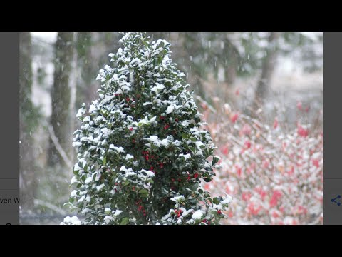 Video: Cold Hardy Evergreen Shrubs: Xaiv Evergreen Shrubs Rau Zone 4 Lub Vaj