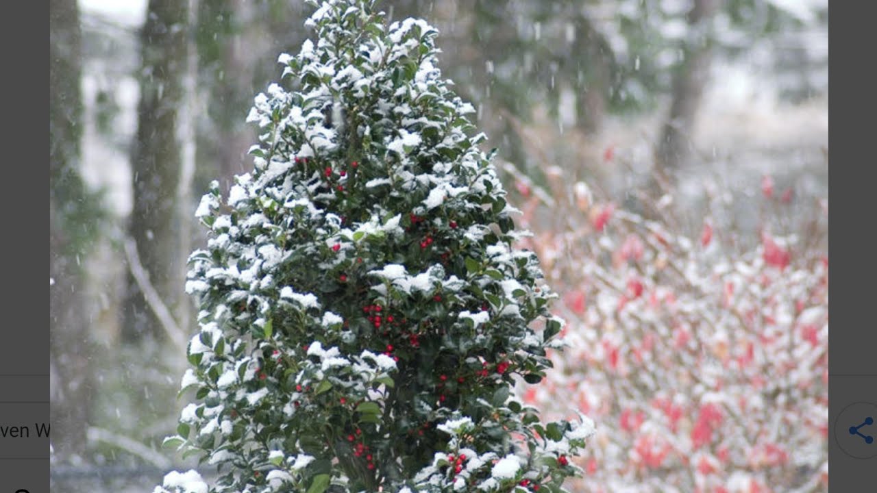 MOST Cold Hardy Broadleaf Evergreens YouTube