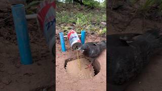 Beautiful DIY Bird Trap #camping #Outdoors #bushcraft