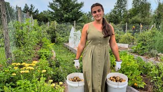 My Potato Harvest 2026 | Raised Bed Gardening in Michigan USA