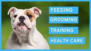 Bulldog 101  Feeding, Grooming, Training and Health care of an English Bulldog