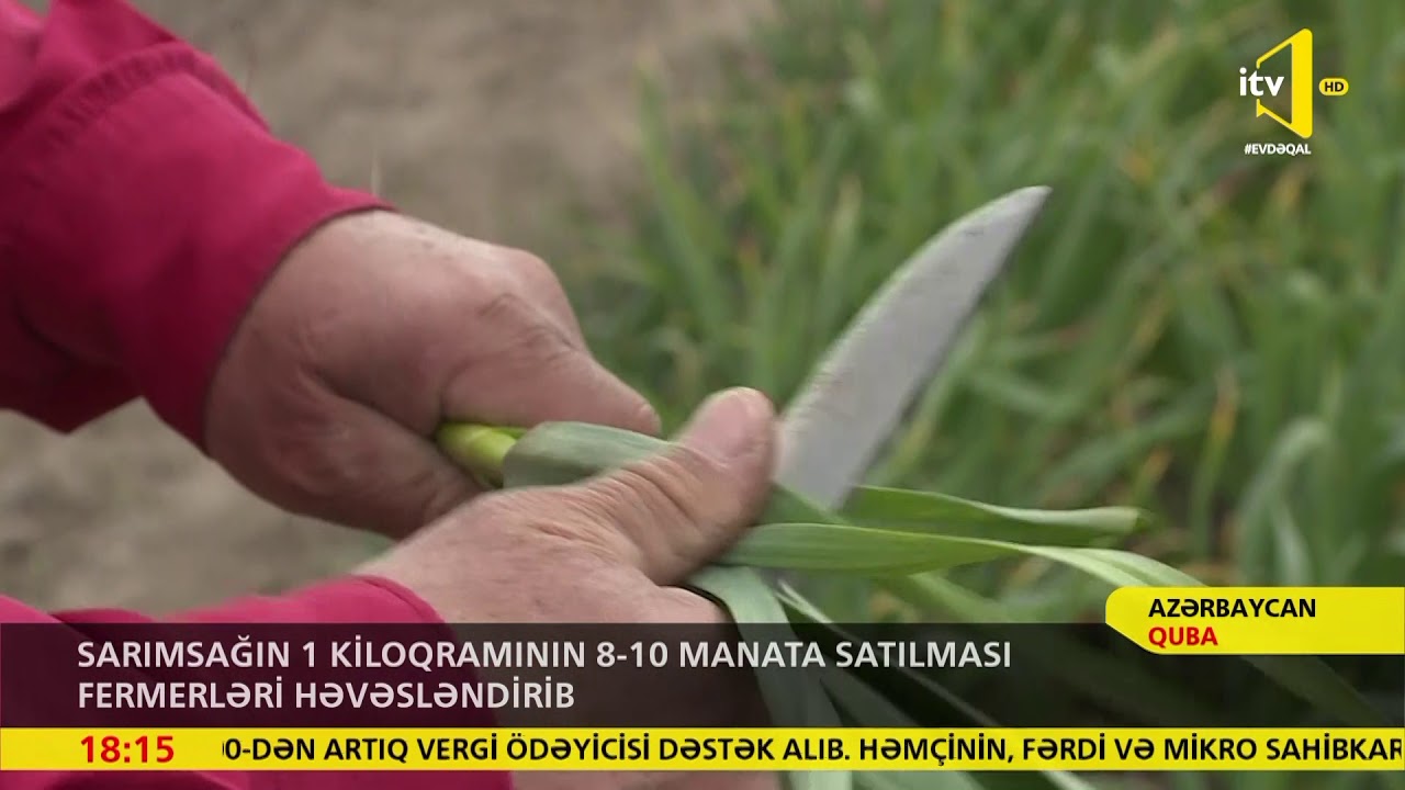 Sarımsağın 1 kiloqramının 8-10 manata satılması fermerləri həvəsləndirib