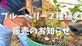 予告】ブルーベリー2種植えの販売が始まります！（10月28日〜） - YouTube