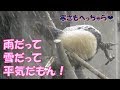 【特別版】シャンシャン”雨ニモ負ケズVer."上野動物園【パンダ生活チャンネル】