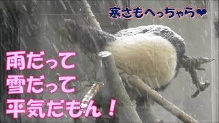 【特別版】シャンシャン”雨ニモ負ケズVer."上野動物園【パンダ生活チャンネル】