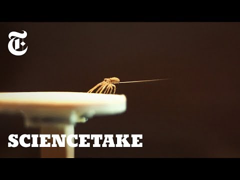 Wideo: Czy pajęczyna może przewodzić prąd?