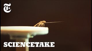 How Spiders Use Silk to Fly | ScienceTake
