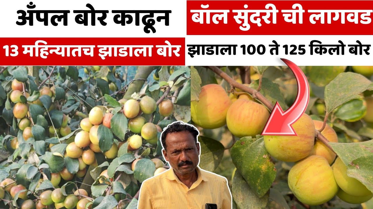 बॉल सुंदरी बोर।कमी खर्चात जास्त उत्पन्न देणार बोराची नवीन व्हरायटी। झाडाला 100 ते 125 किलो बोर 