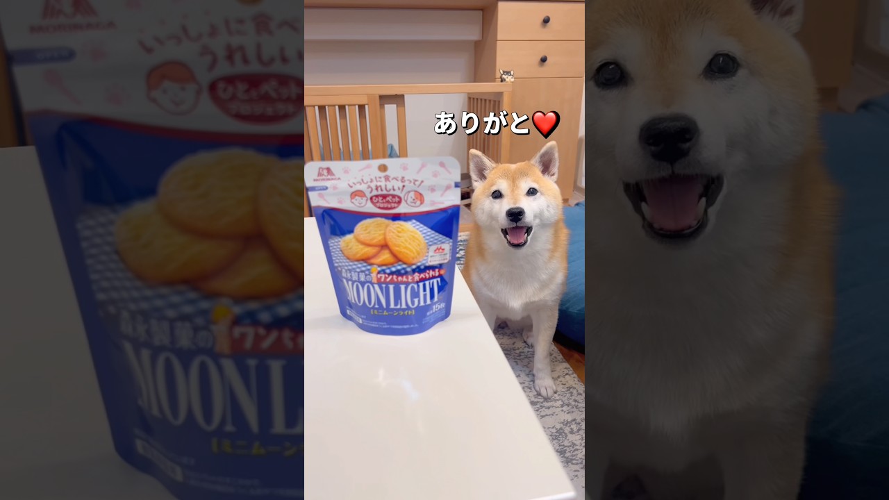 Snacks we can eat together😃🐶❤️ #ShibaInu #Chihuahua #shorts