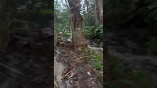 Person Struggles With Water At Home During Flood In Auckland - 1420052