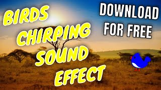 FREE Bird Chirping Sound Effect | HD/High Quality | *DOWNLOAD IN DESCRIPTION*