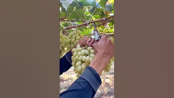 Carefully Harvesting Fresh Green Grapes from the Vineyard with Precision and Care