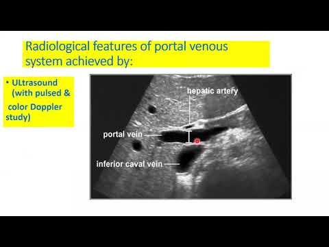 Portal venous system