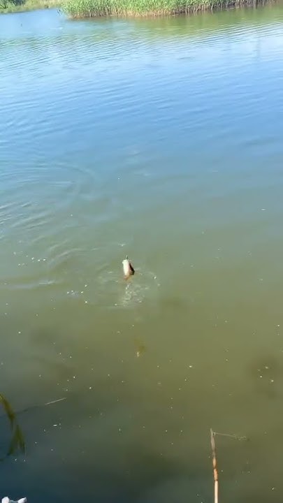 Окунь звичайний #fishing - YouTube