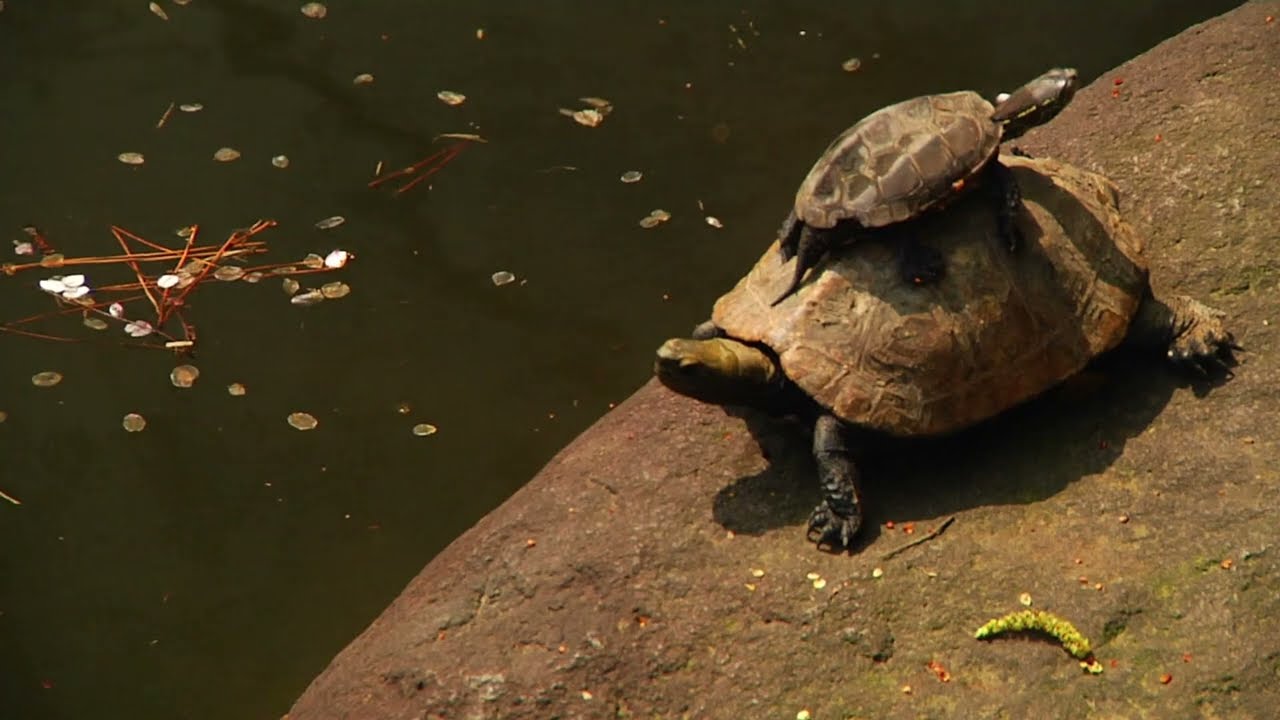 Искусство татуировки (2011) Документальный фильм о японской татуировке (с Хориёси III)