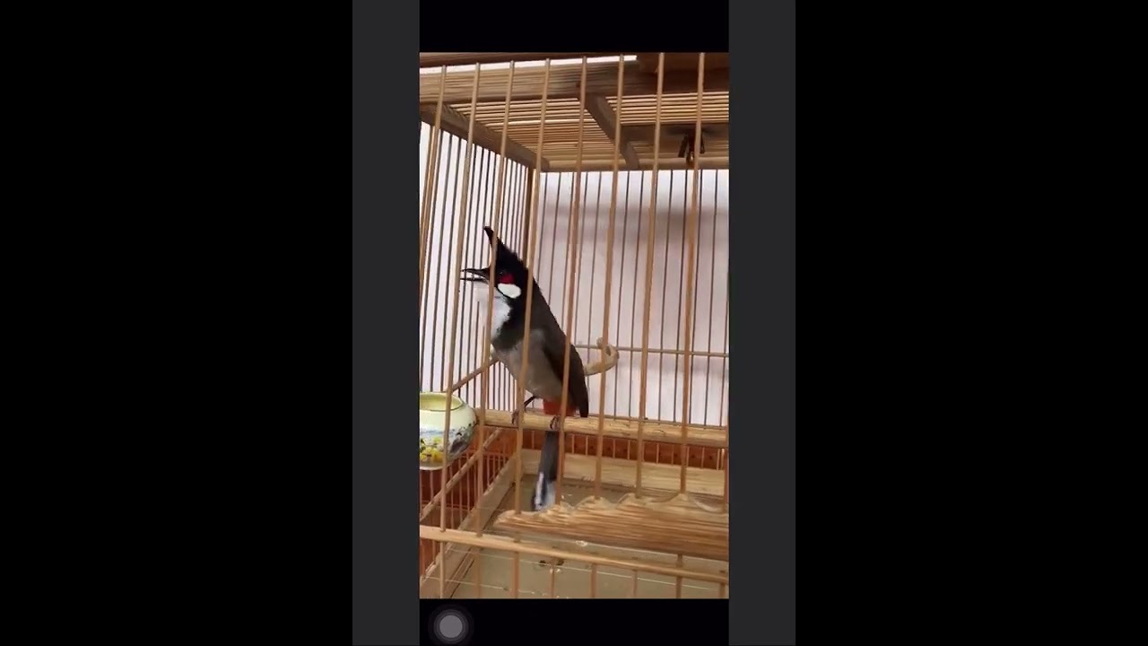 Chào mào Yếm khít cực đẹp #shorts - youtube