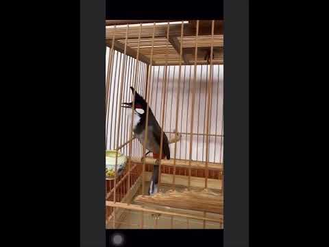 Video Chào mào Yếm khít cực đẹp #shorts - youtube