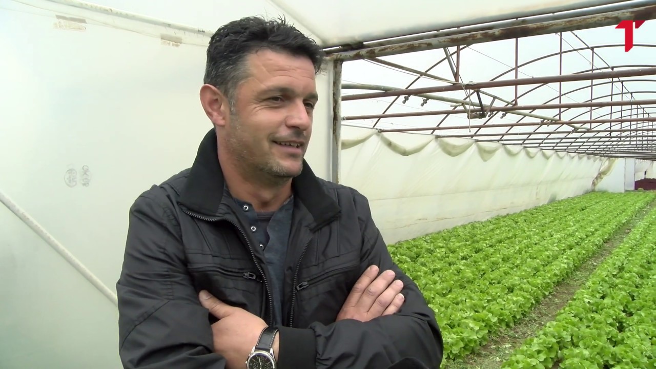Plastenički uzgoj zelene salate u Saraorcima