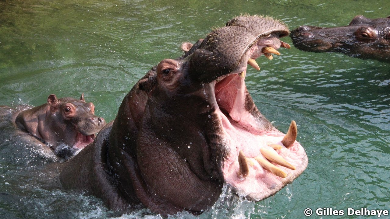 Famille De Hippopotames Bebe Hippo Family With Calf Pairi Daiza Youtube