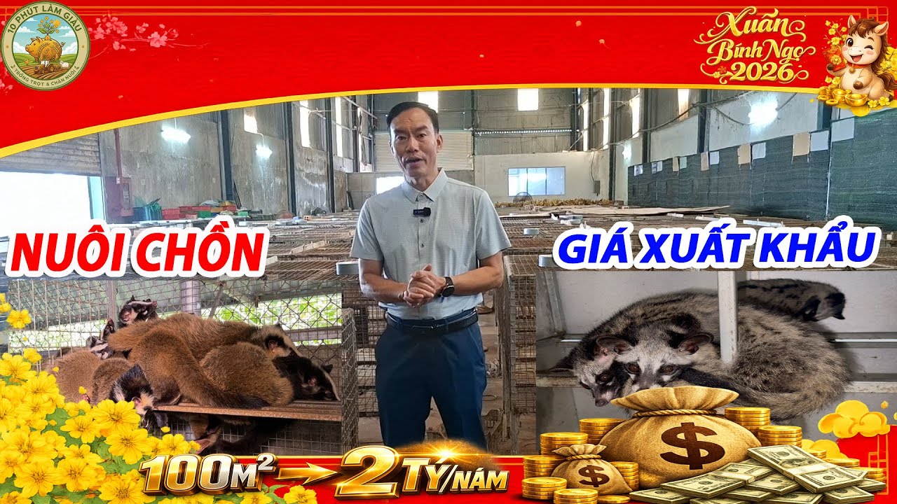 🔥 KHAI XUÂN 2026: 100M² NUÔI CHỒN HƯƠNG XUẤT KHẨU THU 2 TỶ/NĂM |10 PHÚT LÀM GIÀU