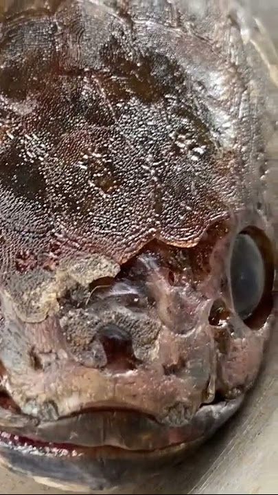 Haluan #trending #Exoticfoods #provincelife #trending #shorts #snakehead