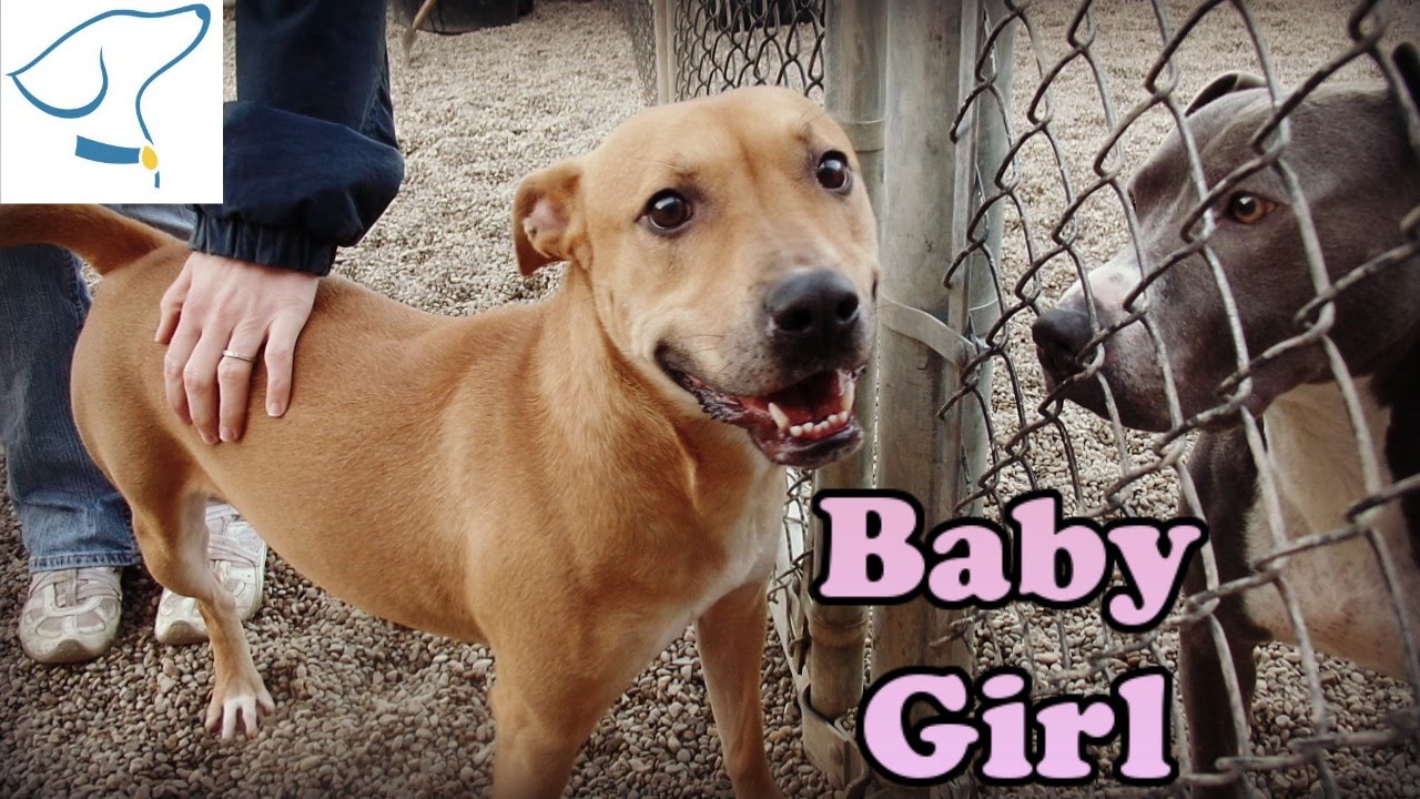 Baby Girl Lucas County Canine Care and Control YouTube