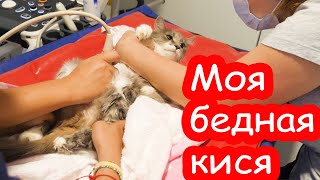 VLOG Маху забрали на операцию