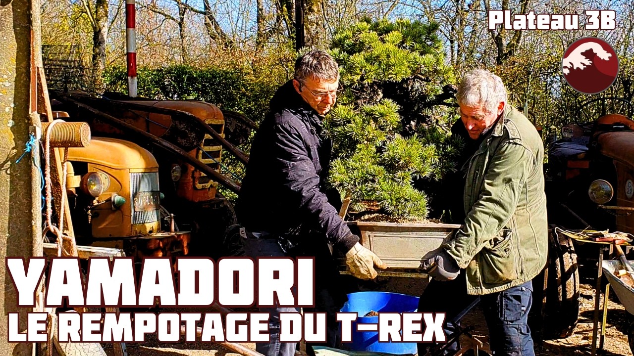Comment Rempoter un Bonsaï GÉANT ? - Le T-REX - 🌱 NEJIKAN BONSAI 🌱