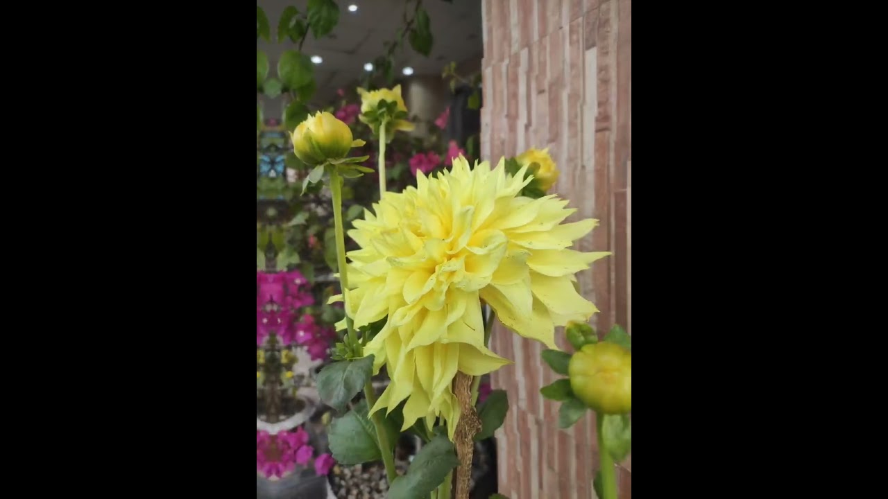 You must love those flowers...❤️