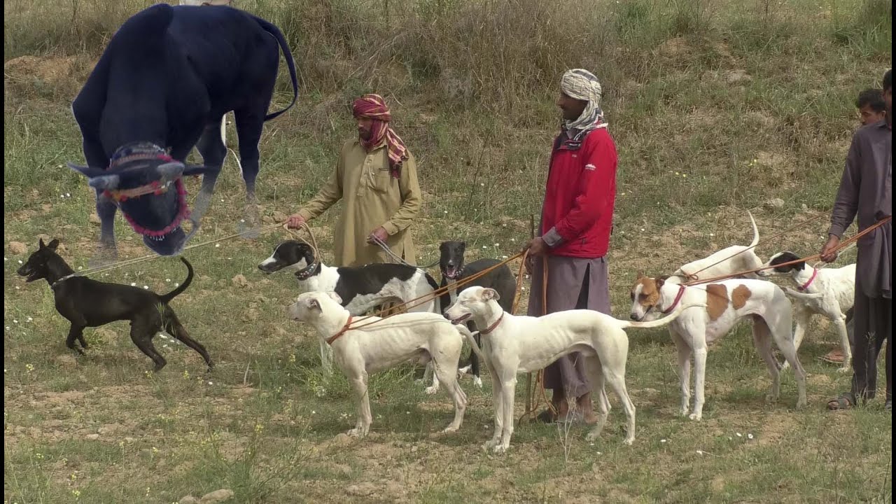 TRAVELLING FROM LAYYAH TO ATTOCK FOR HUNTING 15-3-2021